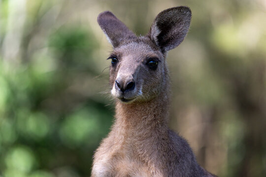 Kangaroo headshot with soft green background