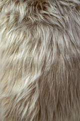 Fototapeta premium Long hair gray fur close up structure texture , full frame abstract backdrop