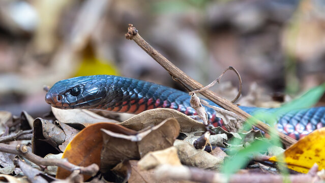 Red-bellied black snake in leaf litter