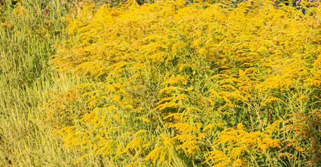 Blooming goldenrod field: bright yellow wildflowers under sunny light