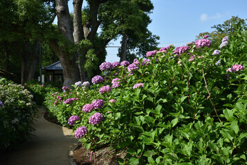 藤森神社　紫陽花苑のアジサイ(京都市伏見区)
