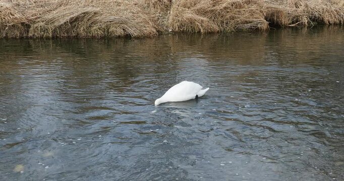 Cygne tubercul&eacute;  (Cygnus olor) au bord des berges d'une rivi&egrave;re cherchant des plantes aquatiques en plongeant la t&ecirc;te &agrave; contre courant 