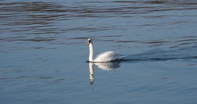 (Cygnus olor) Un cygne tubercul&eacute; ou cygne muet nageant paisiblement dans les eaux calmes et ondes bleues d'un lac 