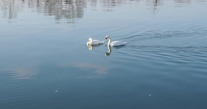 Un couple de cygnes tubercul&eacute;s (Cygnus olor) flottant gracieusement dans les eaux paisibles d'une rivi&egrave;re
