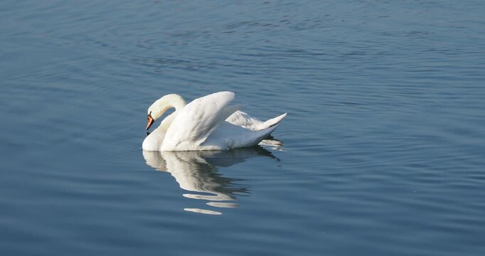 (Cygnus olor) Un couple de cygnes tubercul&eacute;s adultes nettoyant leur plumage blanc avec leur bec sur un long cou en flottant sur les eaux calmes d'une rivi&egrave;re