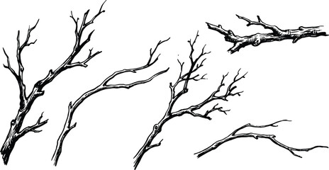 Five black and white branches with twigs and leaves nature © Nilufa Creative