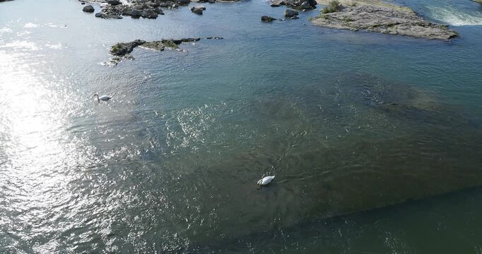 (Cygnus olor) Un couple de cygne tubercul&eacute; dragant les eaux et broutant des plantes aquatiques autour d'il&ocirc;ts rocheux au milieu du Rhin en Suisse  
