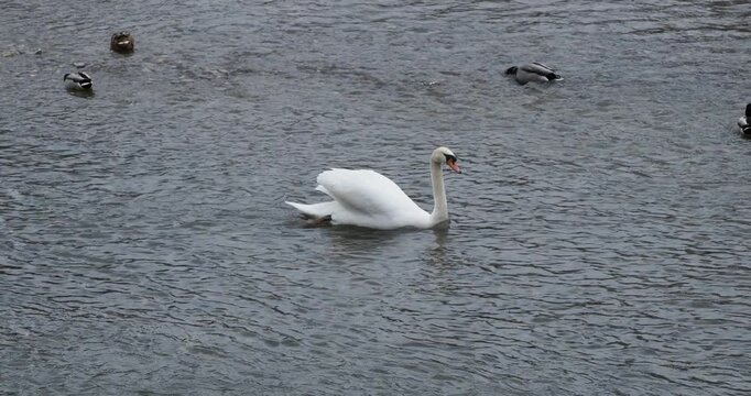 (Cygnus olor) Un &eacute;l&eacute;gant cygne tubercul&eacute; ou cygne muet nageant gracieusement port&eacute; par le courant de la rivi&egrave;re Isar en Bavi&egrave;re  