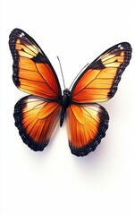 Obraz premium Vibrant Monarch Butterfly with Orange and Black Wings on White Background