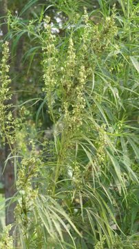 Hemp plant with lanceolate leaves and greenish yellow flowers