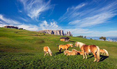 Fototapeta premium Italian nature landscape, scenic Italy countryside, Mediterranean natural beauty, rolling hills and mountains, alpine and coastal scenery, picturesque Italian panorama, travel destination Europe, dram