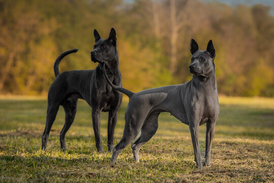 black horse running