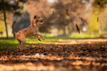 running dog running © Pawe