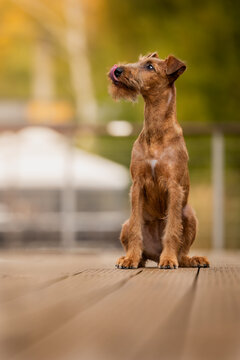 jack russell terrier
