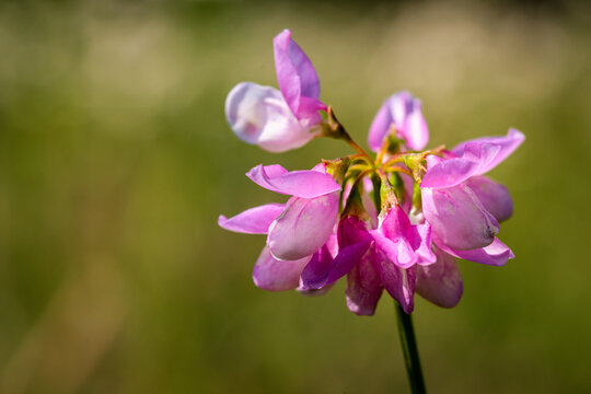purple iris flower