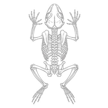 "Frog Skeleton &ndash; Black and White, Animal Anatomy, Minimalist, Amphibian Bone Vector Illustration"

