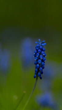 blue flowers in the wind