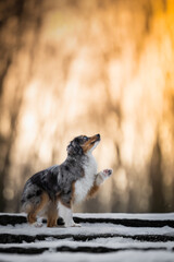 dog in the snow © Pawe