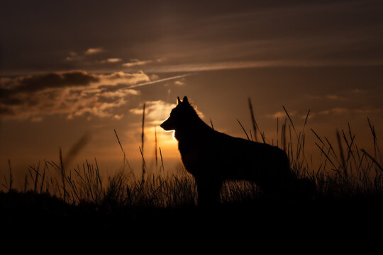 wolf howling at sunset