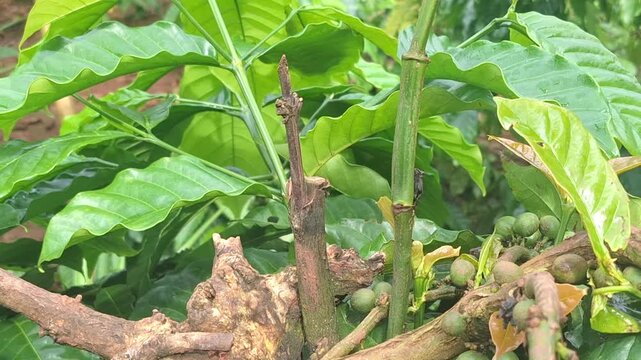 A failed coffee plant propagation attempt where the young grafted stem has turned black and withered. A visual example of the risks and technical challenges in coffee farming.