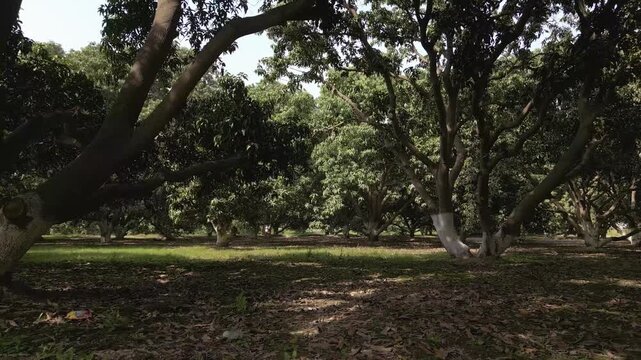 Beautiful drone footage of a mango orchard featuring rows of mature trees with thick trunks and lush green canopies. Sunlight filters through the branches, casting dappled shadows on the ground.