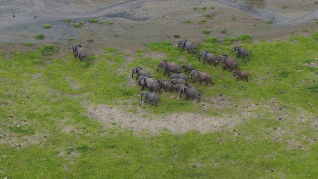 Drone shot during green season with elephants walking in the river in Tarangire National Park