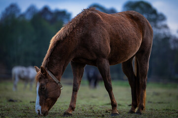 two horses on a meadow © Pawe