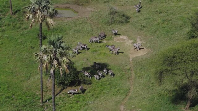 Zeebras crossing the Tarangire River in Tanzania during the green season