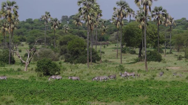 Drone shot of Tarangire National Park slowly panning over the landscape during green season with zeebras crossing