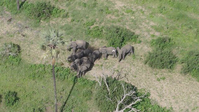 Drone shot of elephants gathering under a palm tree in Tarangire National Park