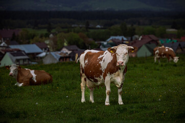 cows in the field © Pawe