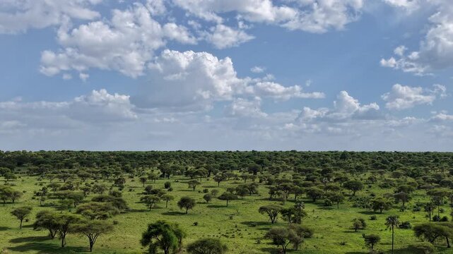 Drone timelapse shot of Tarangire National Park slowly panning over the landscape during green season