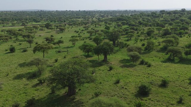 Drone shot of Tarangire National Park slowly panning over the landscape during green season