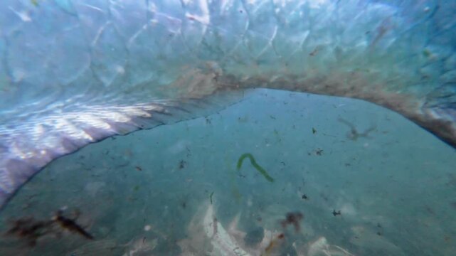 Authentic underwater shot of an Atlantic Tarpon swim to camera, detail eye and jaw, capturing a raw wildlife encounter in sediment-rich waters.