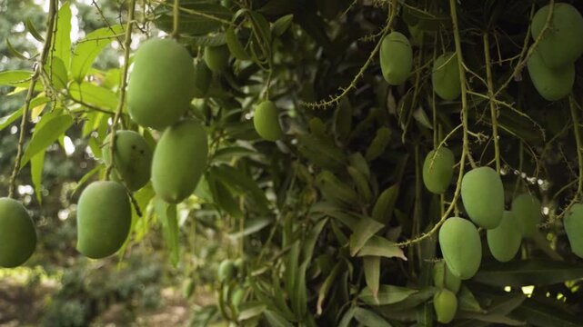 Detailed footage of a mango tree with clusters of unripe green mangoes hanging from its branches, surrounded by dense elongated leaves. Captured in daylight.