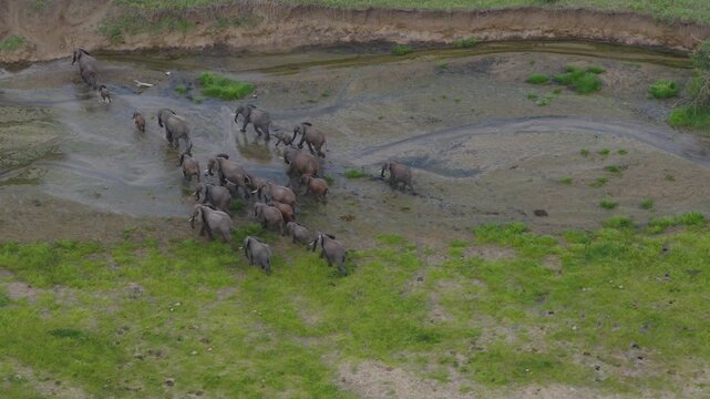 Drone shot during green season with elephants walking in the river in Tarangire National Park
