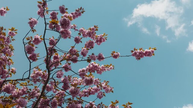 Pink cherry blossoms blooming on a tree against a bright blue sky with a small cloud in Zaanse Schans Netherlands