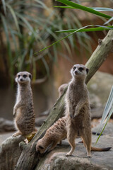 Meerkat group standing alert on a rock