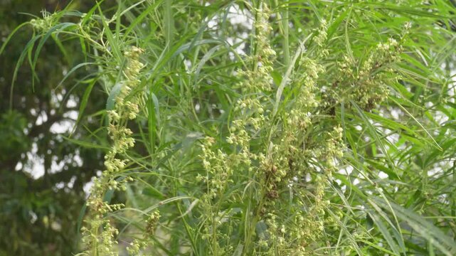 Thriving Green Cannabis Plants with Buds and Seed Pods in Field