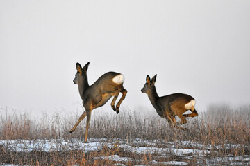 Roe deer running through the fields in spring © Grzegorz Lenkiewicz