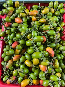 Gnetum gnemon melinjo belinjo from southeast Asia for traditional food.
