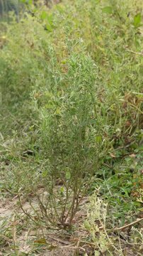 Green lentil plant in natural outdoor setting