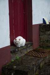 Cat on cottage door step © Mackenzie
