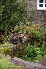 Cat on cottage door step © Mackenzie