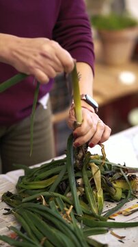 Close-up of a woman's hands with painted nails peeling a traditional Catalan cal&ccedil;ot onion, roasted with its outer skin charred, at a Catalan cal&ccedil;otada.