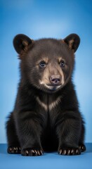 Fototapeta premium Adorable young black bear cub sits patiently against a vibrant blue background