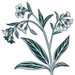 Fototapeta premium pulmonaria vector