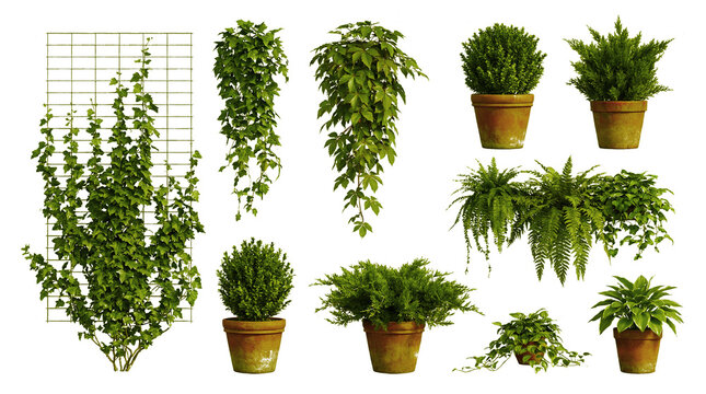 Collection of various green plants in pots and climbing vines on trellis against black background for gardening, interior design, and landscaping concepts