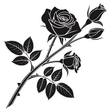 lapageria roses silhouette on white background