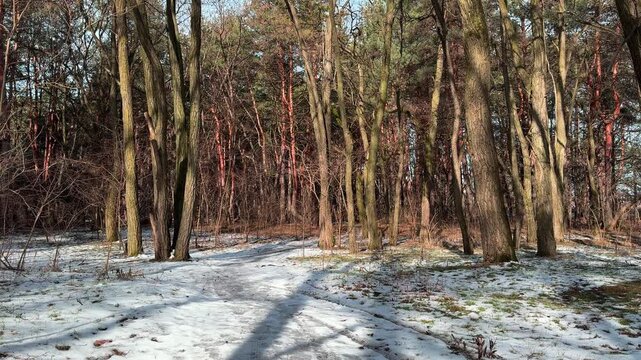 Camera slowly pans from right to left capturing a snowy forest path during seasonal transition. Melting snow covers the trail, surrounded by an old overgrown woodland.